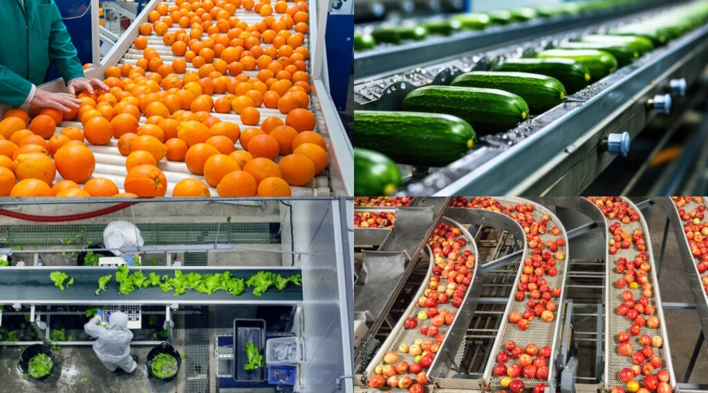 Conveyors help move to package multiple different types of produce: Oranges, cucumber, lettuce and apples